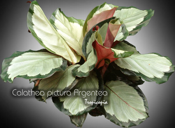 Foliage plant - Calathea pictura 'Argentea' - Silver Calathea